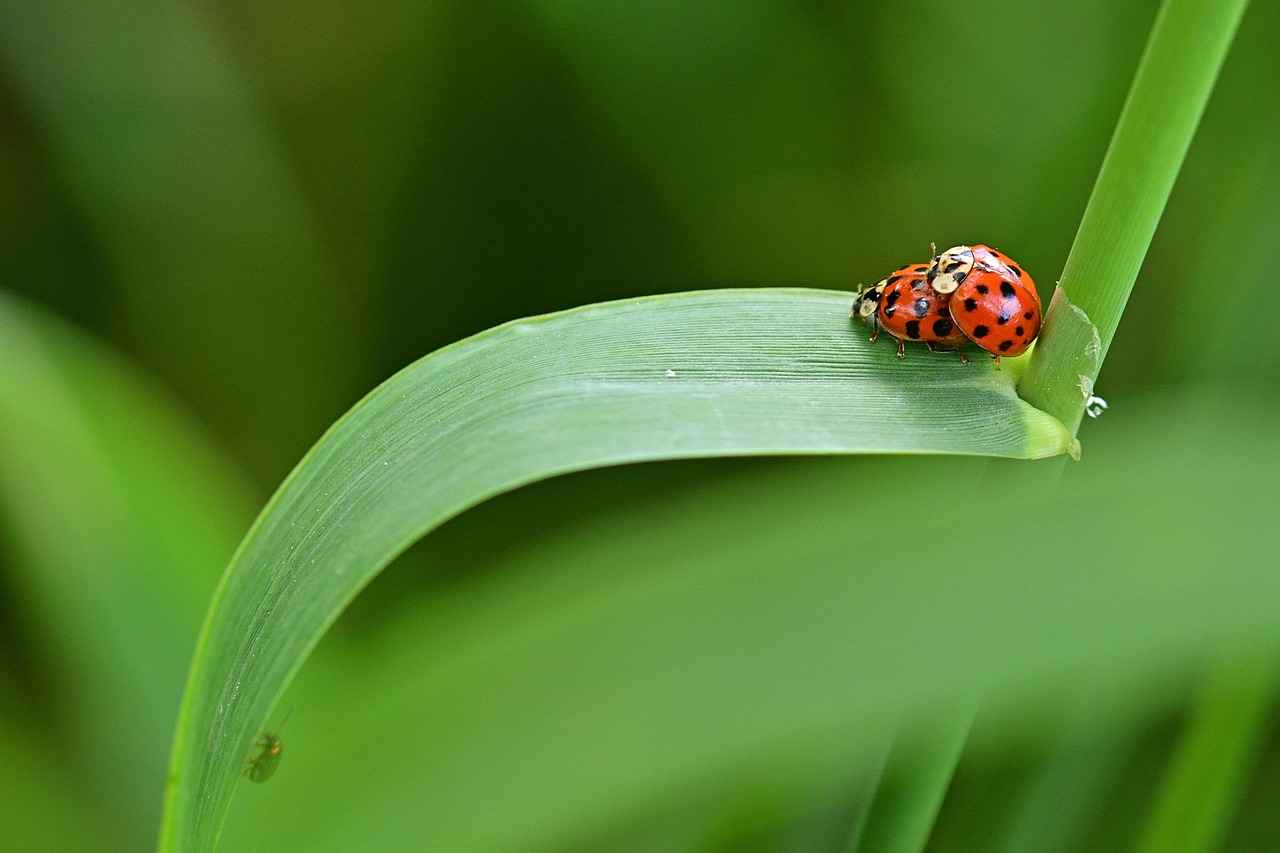 22 Ayar Altın Nedir?