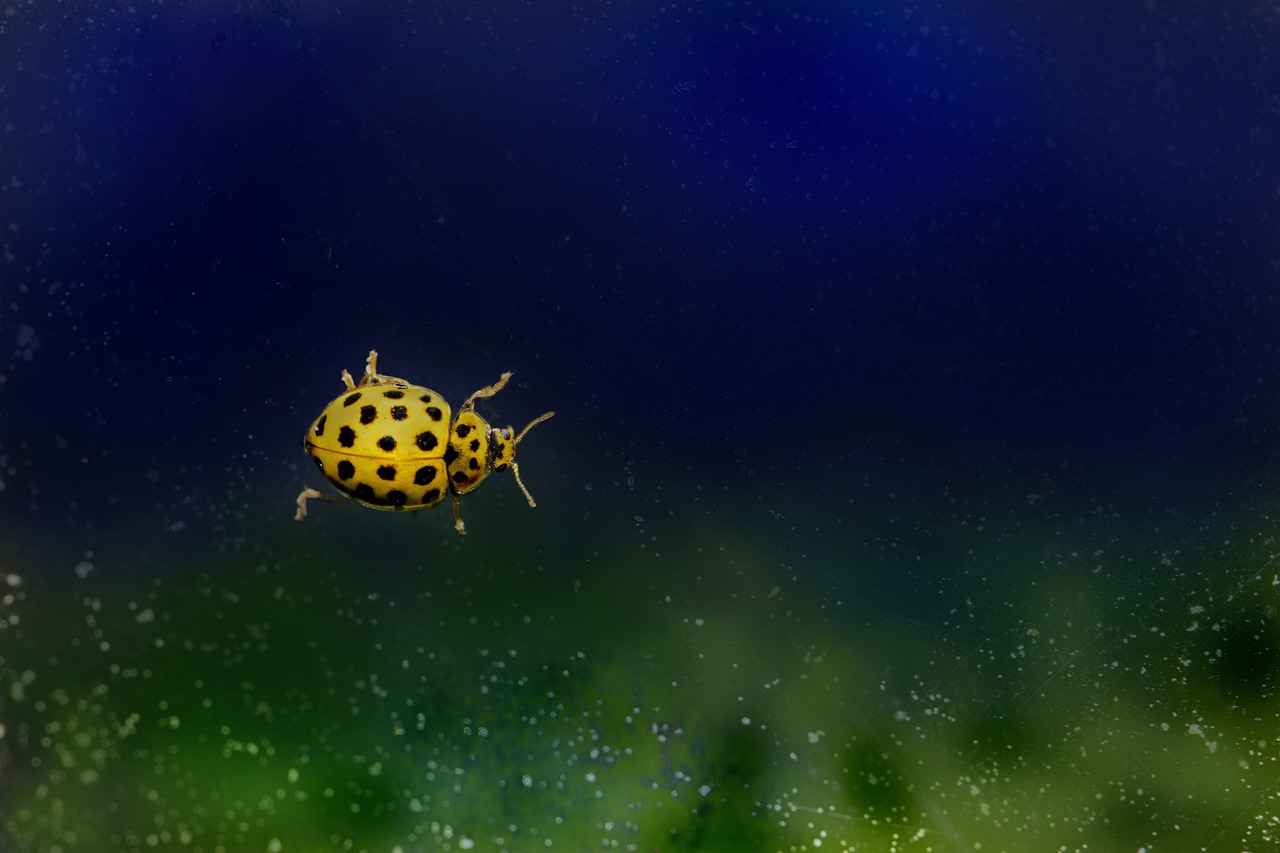 22 Ayar Ajda Bilezik Fiyatları