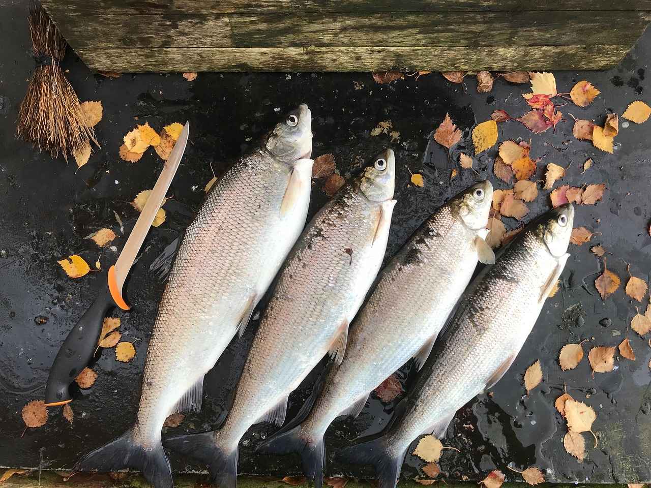 Ajda Bileziklerin Popülerliği