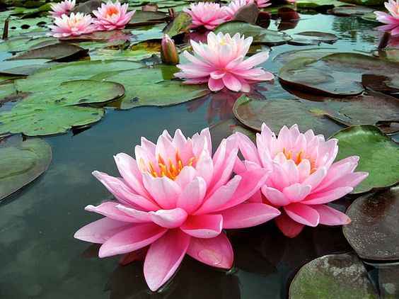 Lotus Çiçeğinin Anlamı