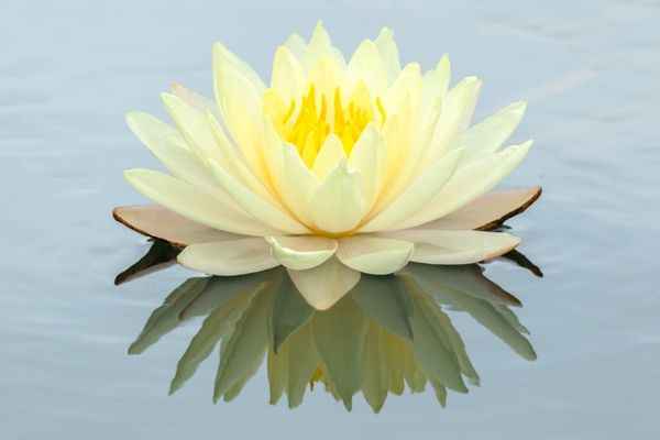 Lotus Çiçeğinin Anlamı