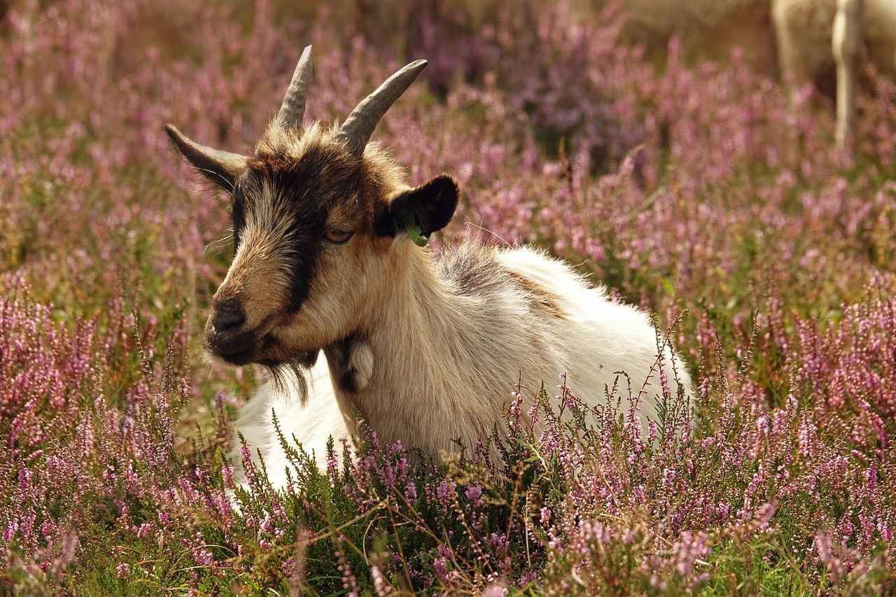 Ajda Altın Bilezik Alırken Dikkat Edilmesi Gerekenler