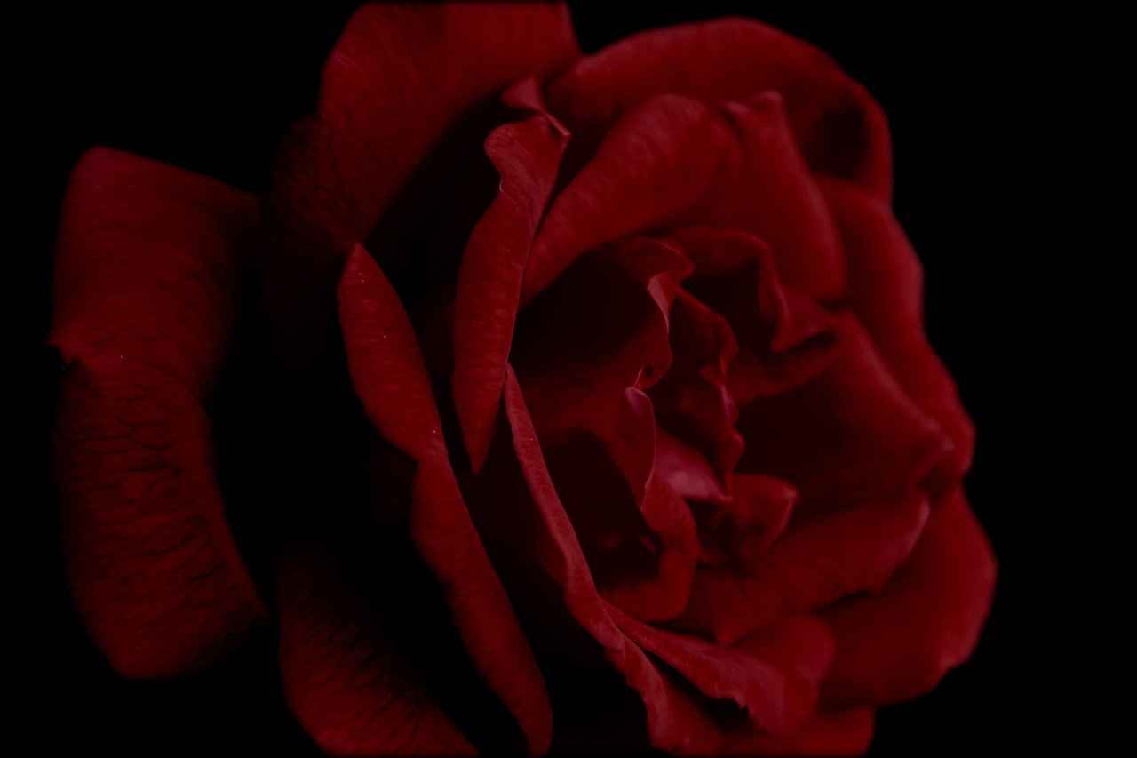 Ajda Bilezik Rose Nerelerde Kullanılır?