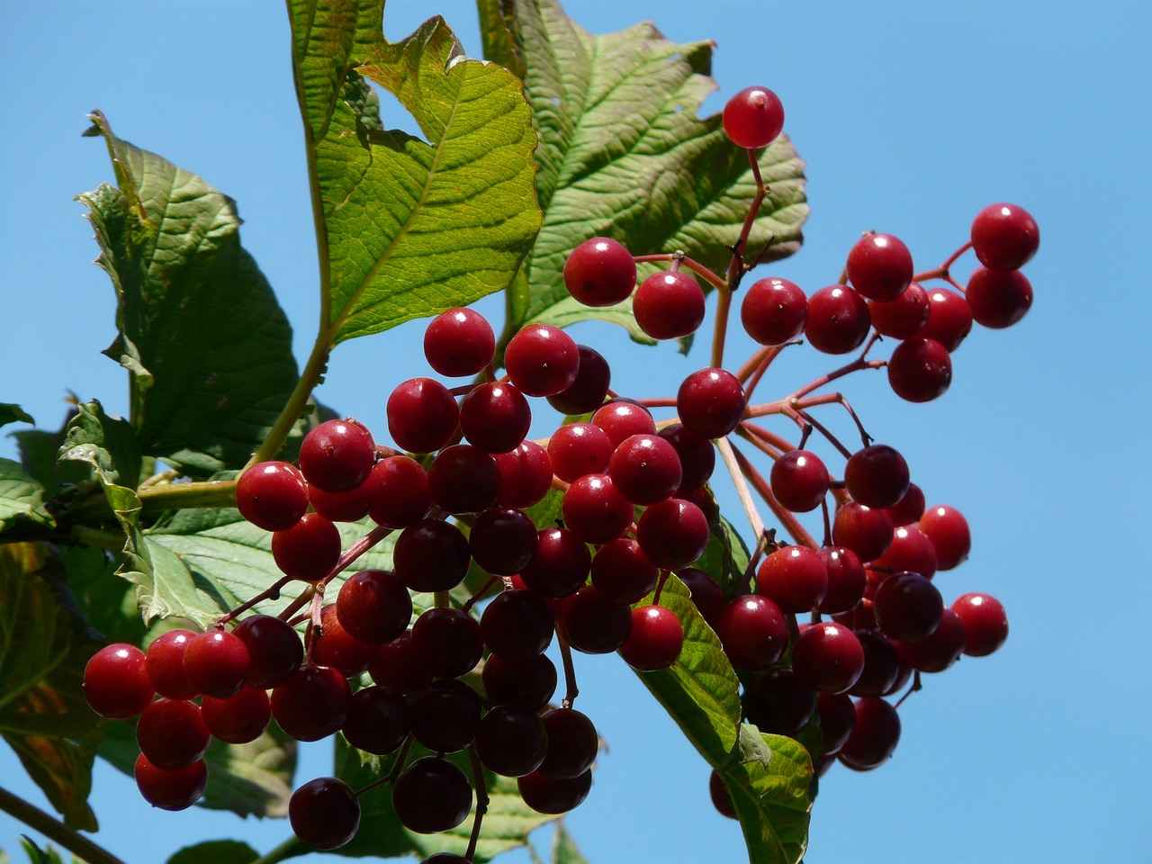 Kalın Ajda Bilezik Nedir?